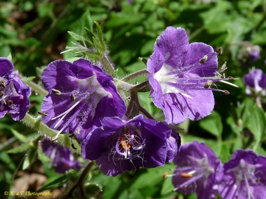 {Phacelia bipinnatifida}